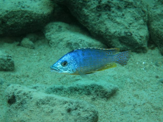 Protomelas ornatus Katale Island (samec-male)