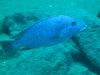 Tyrannochromis nigriventer (samec)