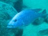 Tyrannochromis nigriventer (samec)