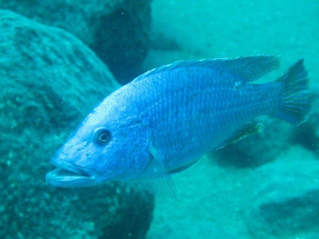 Tyrannochromis nigriventer (samec)