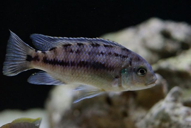 Petrotilapia genalutea Chimwalani Reef (samice)