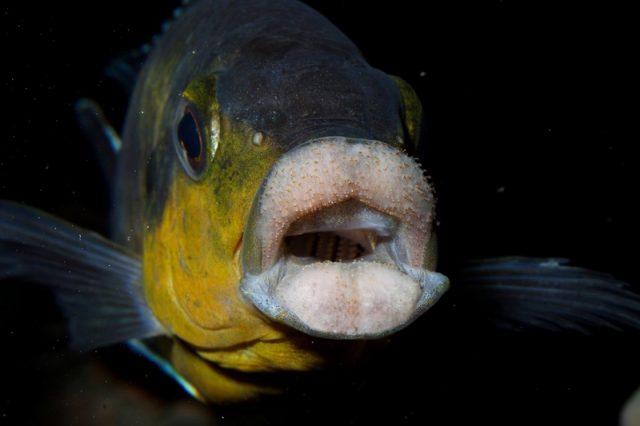 Petrotilapia genalutea Chimwalani Reef 