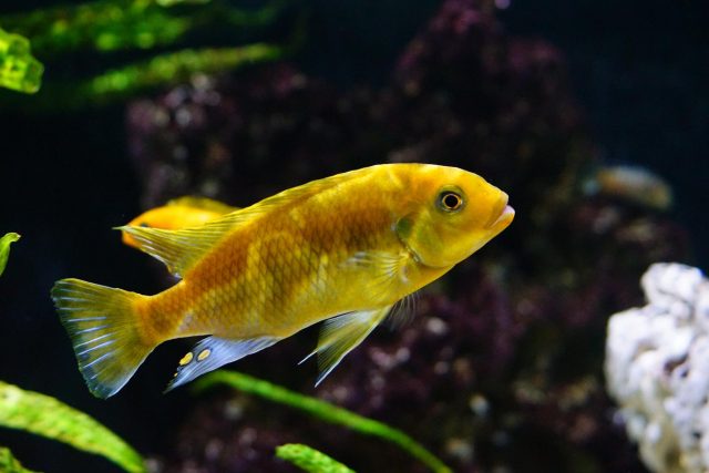 Petrotilapia xanthos