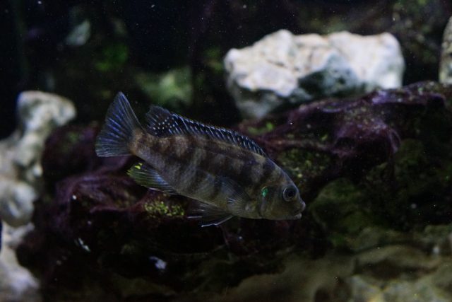 Petrotilapia xanthos Gallireya Reef (samice)