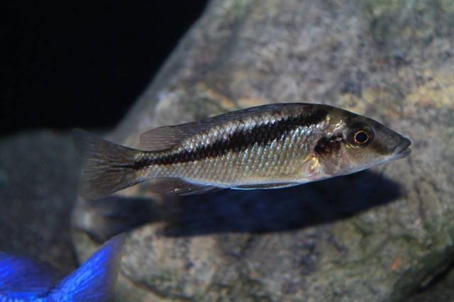 Mylochromis sp. 'lateristriga makanjila' (samice)