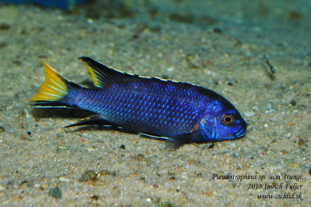 Pseudotropheus elegans