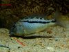 Aristochromis christyi Boadzulu Island (samice)