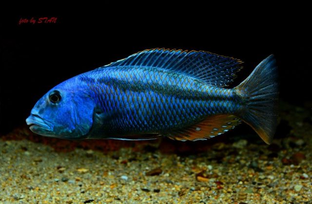 Aristochromis christyi