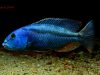 Aristochromis christyi