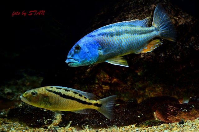 Aristochromis christyi Boadzulu Island (samec a samice)