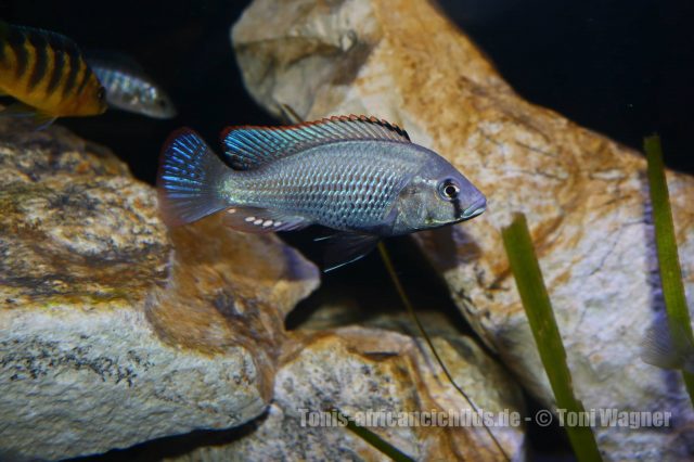 Astatotilapia calliptera