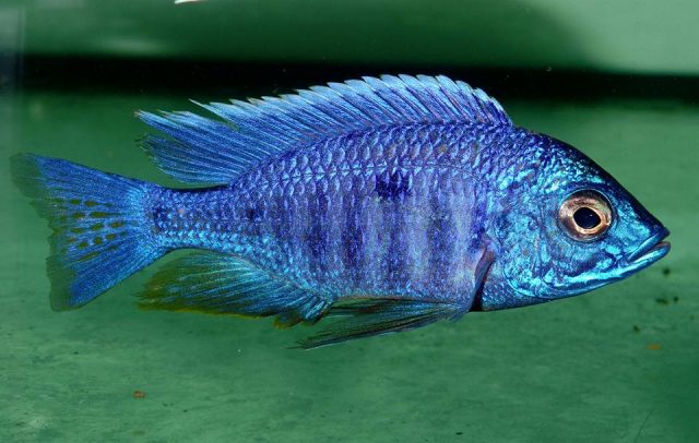 Copadichromis azureus Mbenji Island (samec)