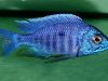 Copadichromis azureus Mbenji Island (samec)