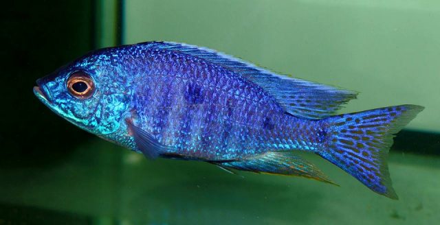 Copadichromis azureus Mbenji Island (samec)