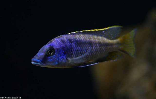 Mylochromis sp. 'lateristriga makanjila' (samec)