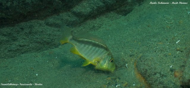 Taeniolethrinops furcicauda (samec)