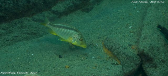 Taeniolethrinops furcicauda (samec)