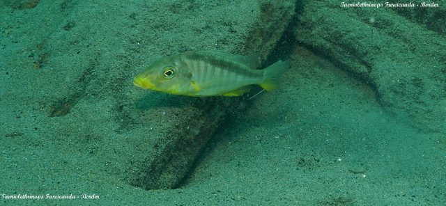 Taeniolethrinops furcicauda (samec)