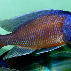 Copadichromis borleyi