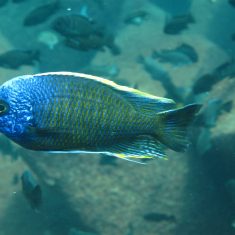 Copadichromis borleyi