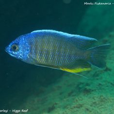 Copadichromis borleyi