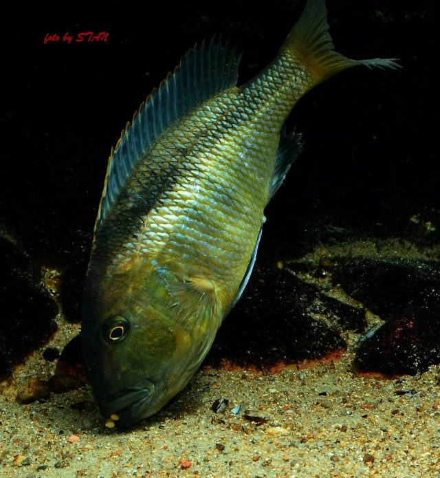 Buccochromis nototaeniae (samice)