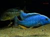 Buccochromis nototaeniae