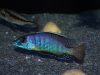 Mylochromis sp. ‚lateristriga‘