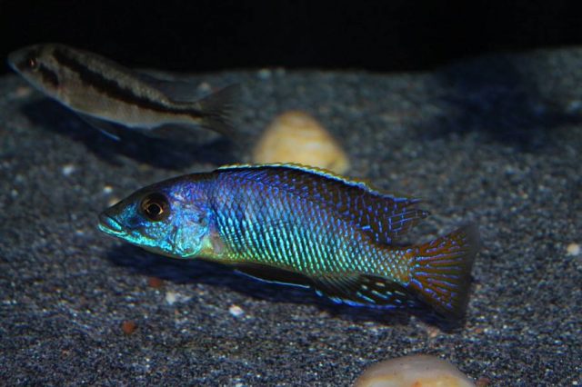 Mylochromis sp. &#8218;lateristriga&#8216;