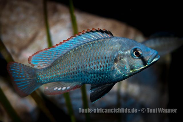 Astatotilapia calliptera sp. 'calliptera chizumulu' (samec)