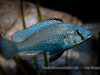 Astatotilapia calliptera sp. 'calliptera chizumulu' (samec)