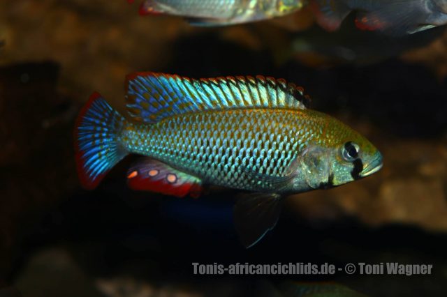 Astatotilapia calliptera