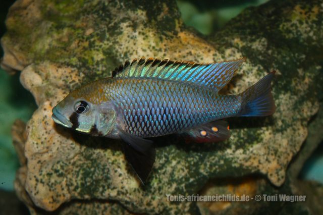 Astatotilapia calliptera (samec)