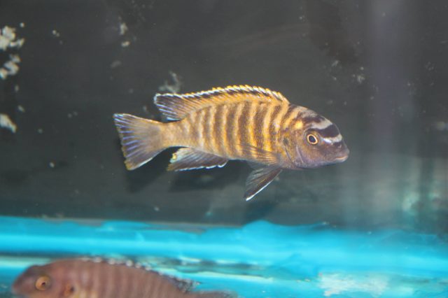 Tropheops sp. 'red fin' Charo (samec)