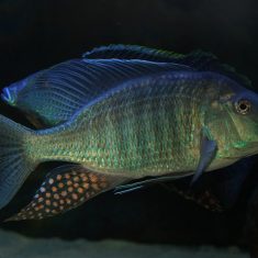 Taeniolethrinops praeorbitalis