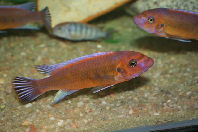 Labeotropheus trewavasae