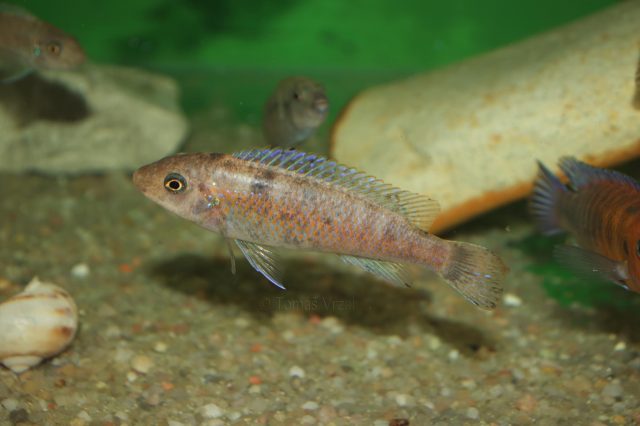 Labeotropheus trewavasae Chilumba (OB samice)