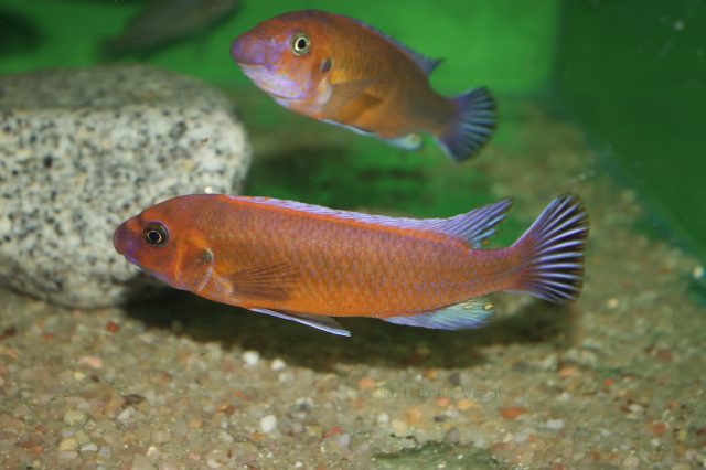 Labeotropheus trewavasae Chilumba (samec)