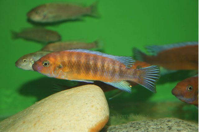 Labeotropheus trewavasae Chilumba (samec)