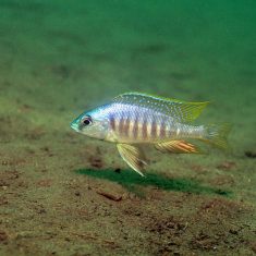 Placidochromis sp. ‚electra‘