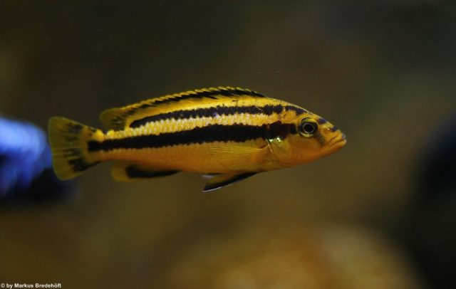 Melanochromis chipokae (samice)