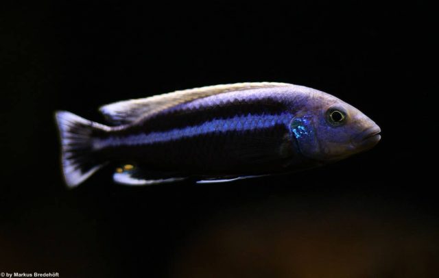 Melanochromis chipokae (samec)