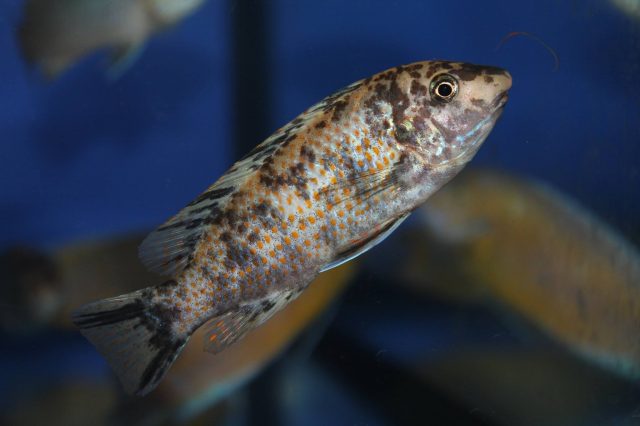 Labeotropheus simoneae Chirwa Island (OB samice)