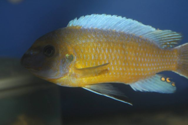 Labeotropheus simoneae Chirwa Island (samec)