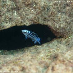 Labidochromis chisumulae