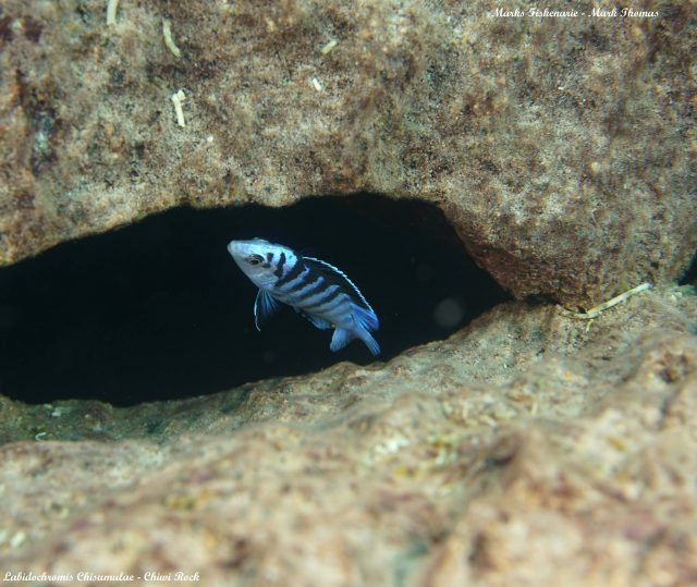 Labidochromis chisumulae (samec)