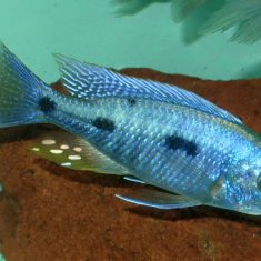 Copadichromis chrysonotus