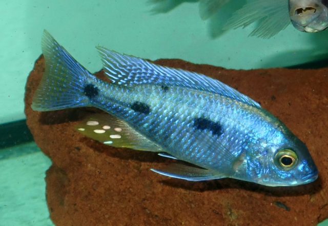 Copadichromis chrysonotus