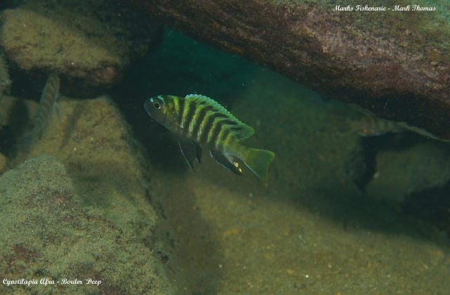 Cynotilapia sp. &#8218;lion&#8216;