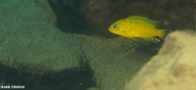 Cynotilapia sp. 'lion ntekete' Liwani (samec)